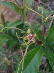 Strophanthus divaricatus