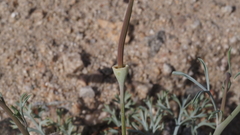 Eschscholzia papastillii