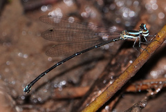 Elattoneura analis