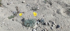 Eschscholzia papastillii