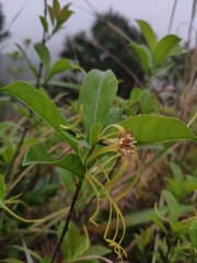 Strophanthus divaricatus