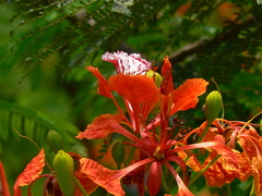 Delonix regia