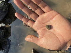 Euchelus asper