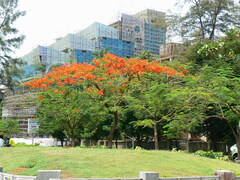 Delonix regia