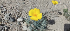 Eschscholzia papastillii