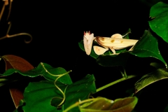 Hymenopus coronatus