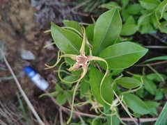 Strophanthus divaricatus