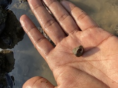 Euchelus asper