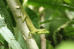 Pseudocalotes tympanistriga