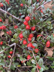 Cotoneaster