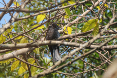 Dicrurus hottentottus