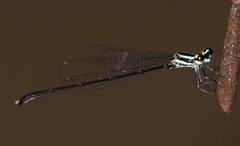 Elattoneura analis