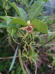 Strophanthus divaricatus