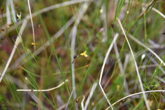 Xyris montana