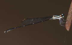 Elattoneura analis