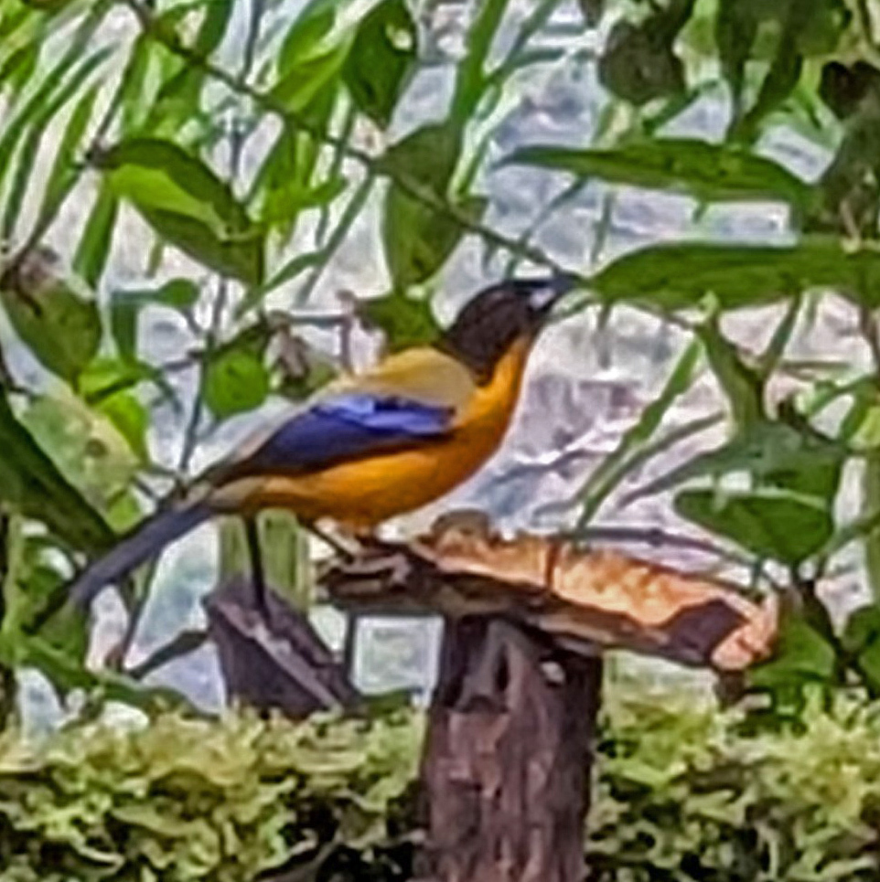 Black Chinned Mountain Tanager From Dagua Valle Del Cauca Colombia On