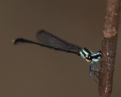 Elattoneura analis
