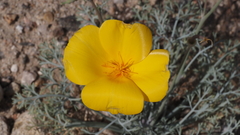Eschscholzia papastillii