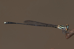 Elattoneura analis