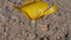 Eschscholzia papastillii