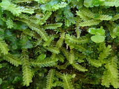 Saccogyna viticulosa