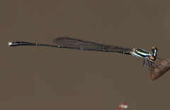 Elattoneura analis