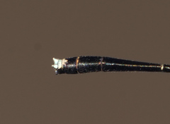 Elattoneura analis