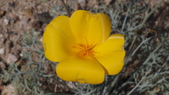 Eschscholzia papastillii
