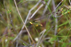 Xyris montana
