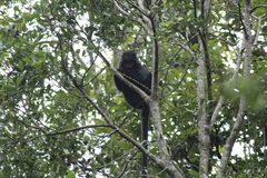 Trachypithecus mauritius