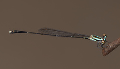 Elattoneura analis