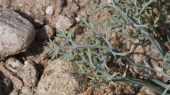 Eschscholzia papastillii
