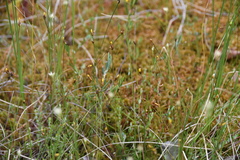 Xyris montana