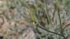 Eschscholzia papastillii