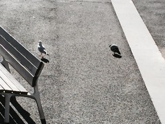 Columba livia domestica