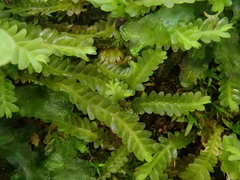 Saccogyna viticulosa