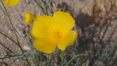 Eschscholzia papastillii