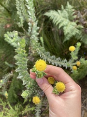 Schistostephium umbellatum