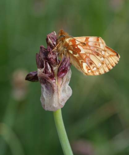 Boloria generator