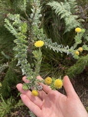 Schistostephium umbellatum