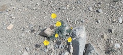 Eschscholzia papastillii