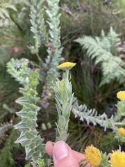 Schistostephium umbellatum