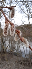 Salix caprea