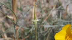 Eschscholzia papastillii