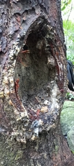 Parashorea stellata