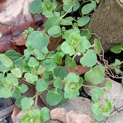 Veronica hederifolia-sublobata-triloba