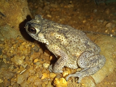 Duttaphrynus scaber