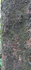 Parashorea stellata