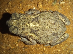 Duttaphrynus scaber