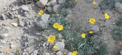 Eschscholzia papastillii